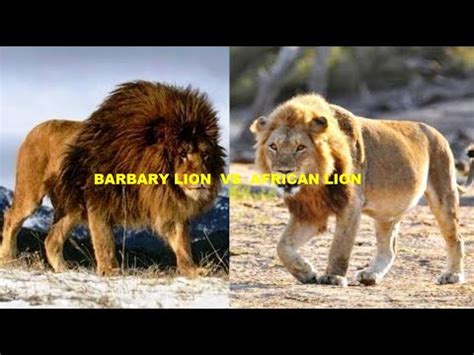 BARBARY LION VS AFRICAN LION - YouTube