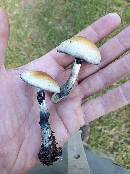 Psilocybe cubensis - Wikipedia