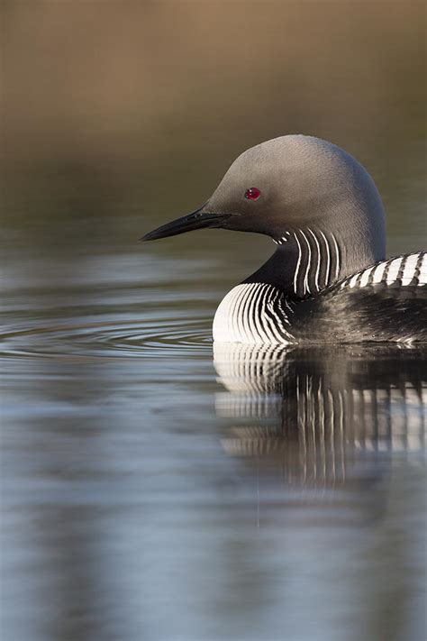 Profile of a Pacific Loon Photograph by Tim Grams - Fine Art America