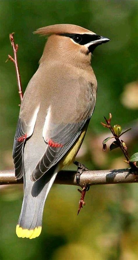 Regal close up photo of Cedar Waxwing in California. - by Michael OShea McGoldrick | Cedar ...