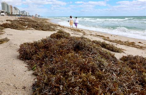 What's Sargassum Bloom?: Florida's Seaweed Blob May Offer a Climate ...