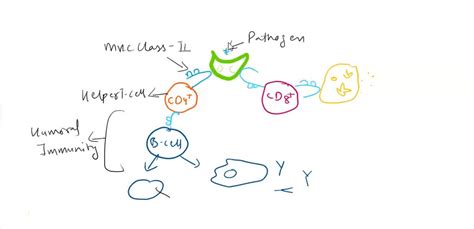 SOLVED: Correctly label the diagram below regarding specific immunity ...