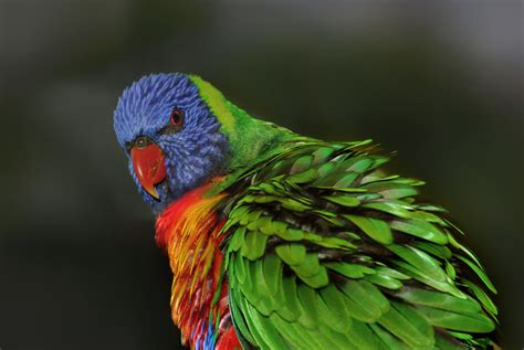 Rainbow Lorikeet Diet Pet Scan - craftinter