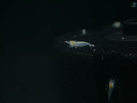 Snowball Neo Shrimp – MoonlightAquatics