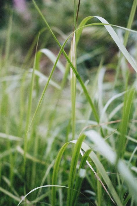 Close up of Grass · Free Stock Photo