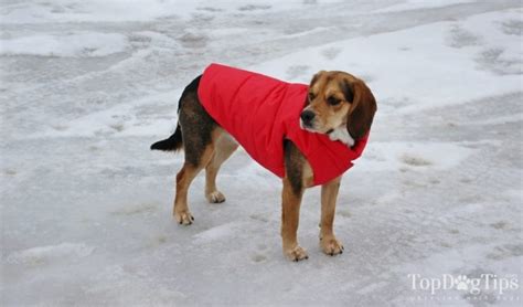 6 Best Dog Coats for Winter (Cold, Rain, and Bad Weather)