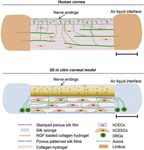 Schematics of human cornea and an in vitro 3D corneal tissue model ...