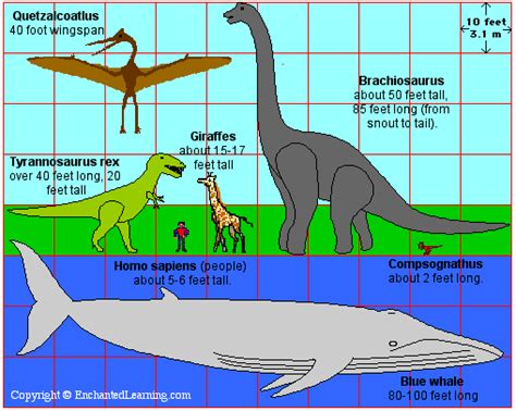 Dinosaur Sizes - Enchanted Learning Software