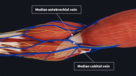 The anatomy of venipuncture | Complete Anatomy