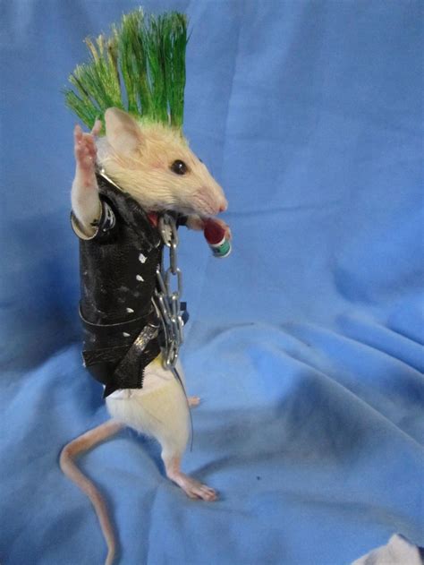 Taxidermie Rat Punk Taxidermy Rat Punk Cabinet of Curiosity - Etsy | Funny rats, Cute rats, Pet rats