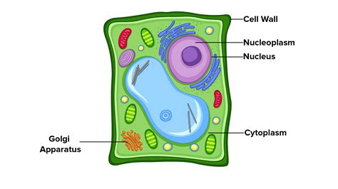 Plant Cell Functions Definitions