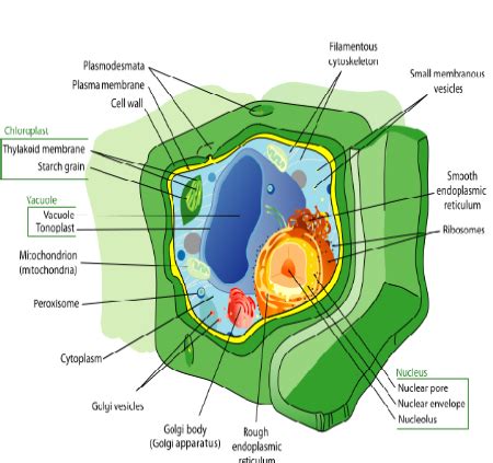 Parts Of Plant Cell And Its Functions | Reviewmotors.co