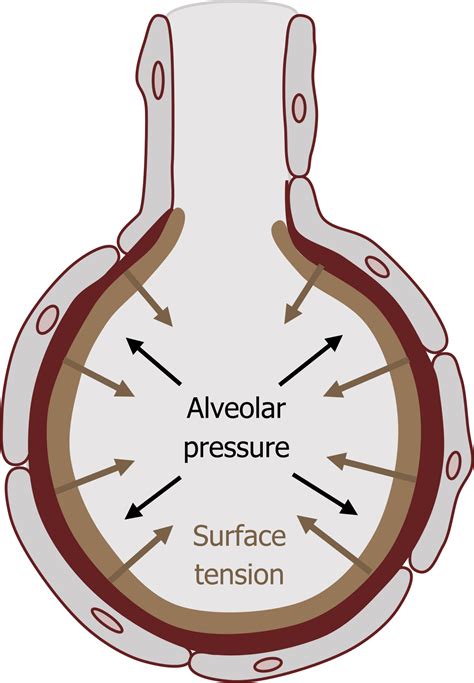 Lung Volumes and Compliance – Pulmonary Physiology for Pre-Clinical Students