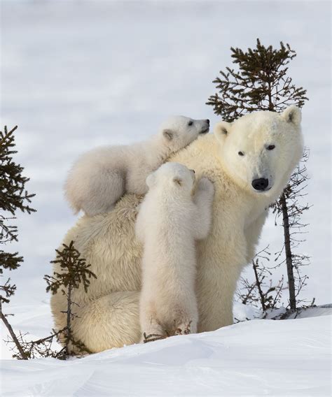 Photos polar bear cubs – Artofit