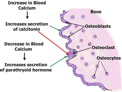 The Process of Bone Resorption Explained | Owlcation