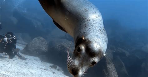 A Sea Lion Swimming · Free Stock Photo