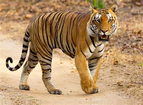 Spotting a Tiger at the Wildlife Parks of India | India Wildlife