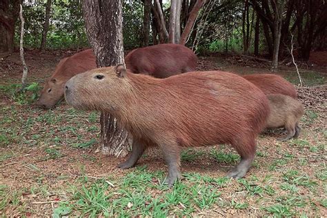 Capybara Meat – Capybara