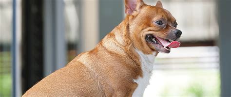 Canine Hypothyroidism: Diagnosis and Treatment - Today's Veterinary Practice