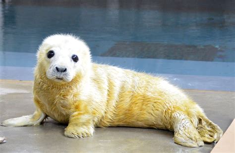 Gray seal pup born at the National Zoo - The Washington Post
