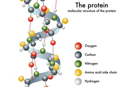 Hoá học 9 Bài 53: Protein