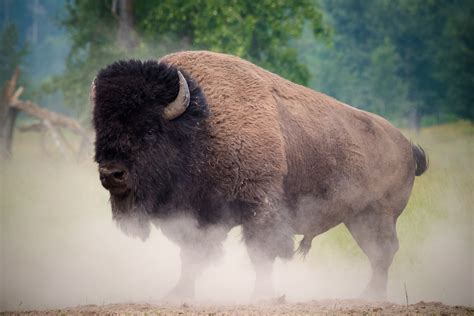 Plains Bison (Saskatchewan Mammals) · iNaturalist