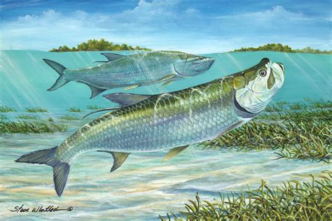 Fine Art | Silver Kings Tarpon | Steve Whitlock Game Fish Art – Steve Whitlock Game Fish Art Inc