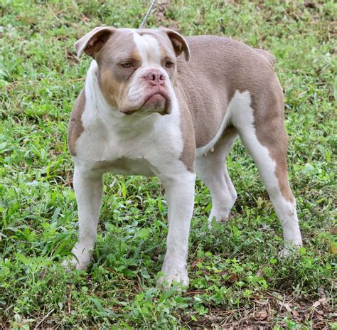 Olde English Bulldogge Puppies For Sale | Ocala, FL #276143