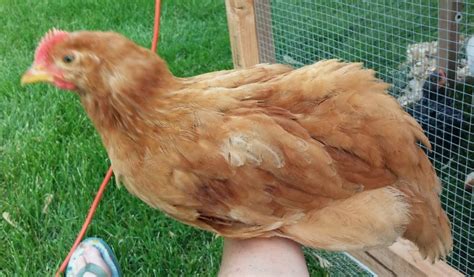 RIR with ear tufts? | BackYard Chickens - Learn How to Raise Chickens