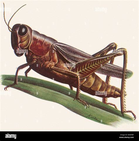 Grasshopper illustration hi-res stock photography and images - Alamy