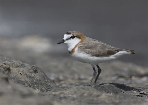 chestnut-banded plover | BirdForum