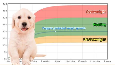 Golden Retriever Weight+Growth Chart 2022 - How Heavy Will My Golden Retriever Weigh? | The ...