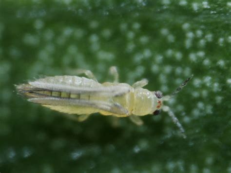 Landscape: Chilli Thrips | Center for Agriculture, Food, and the ...