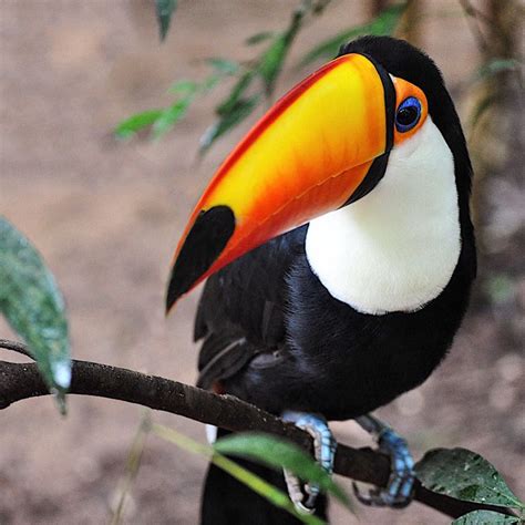 Nature is amazing ! The vivid colours of this toucan are incredible. We found this Toco Toucan ...