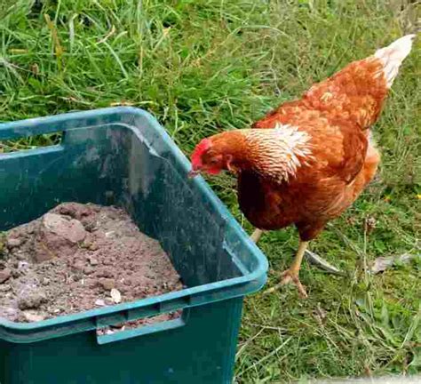 The Ultimate Chicken Dust Bath Recipe: 3 Powerful Additions your Chickens will Love