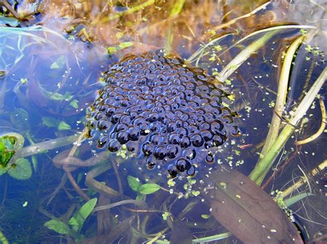 Pembrokeshire Wildlife: Frog spawn