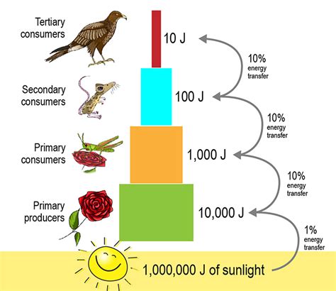 The transfer of energy between trophic levels is energy flow