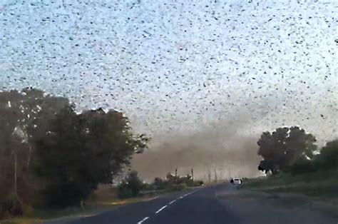 Giant locust swarm descends on farmland in shocking video | Daily Star