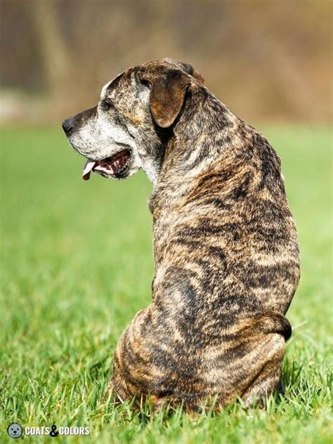 What Causes A Dog To Be Brindle