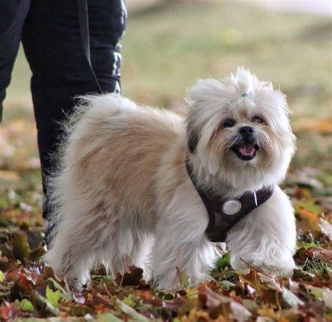 Lista 99+ Foto Cruza De Chihuahua Con Shih Tzu Mirada Tensa