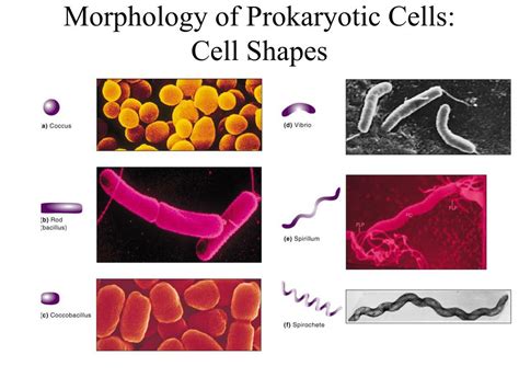 PPT - Morphology of Prokaryotic Cells: Cell Shapes PowerPoint ...