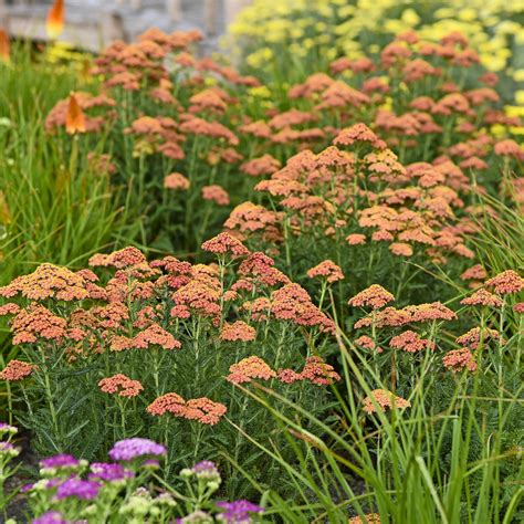 Grow a Yarrow Plant and Keep it From Flopping - Birds and Blooms