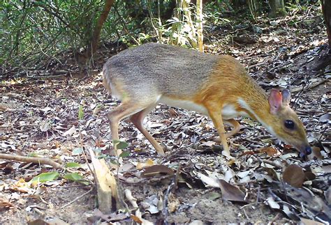 'Lost' Species Of Mouse-Deer Spotted In Vietnam After 30 Years | Gizmodo Australia