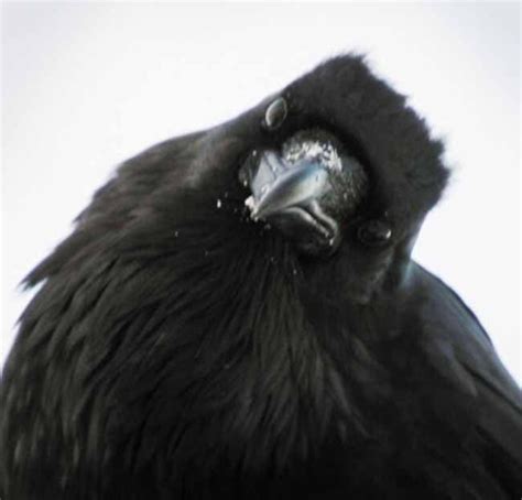 New study highlights the intelligence of ravens | Raven, Black bird, Crow