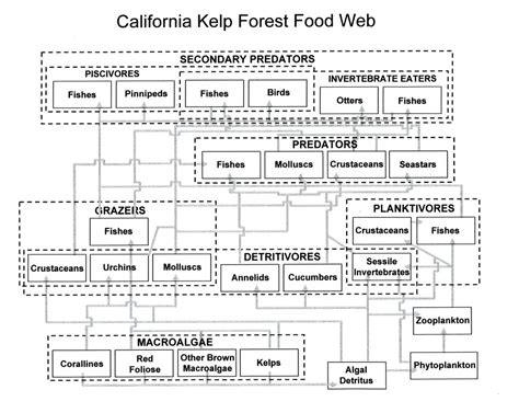 Kelp Forest - Kelp Forest Food Web