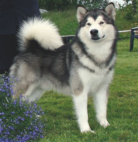 Alaskan Malamute - Breed Temperament, Lifespan, Shedding, Puppy