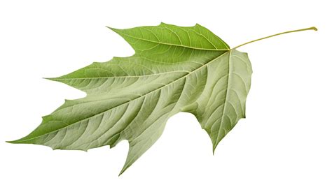 Macro Image of Green Maple Leaf on Transparent Background. . 24383253 PNG