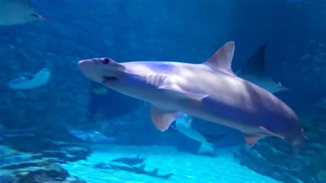 Sharks SeaWorld Orlando Review Aquarium Theme Parks - YouTube