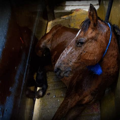 Campaign to End the Slaughter of Horses | Animal Equality | Animal Equality