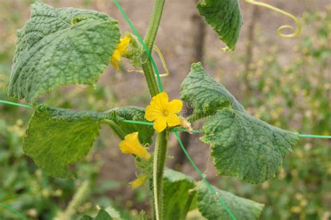 Cucumber Plant with Flowers End Tendrils Stock Photo - Image of petal ...